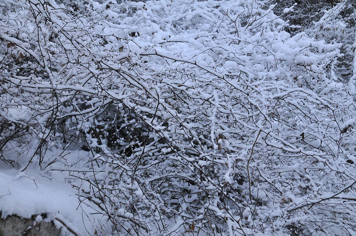 DSC_8806.jpg