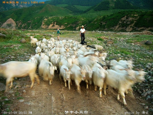 我跑到羊群前面指挥它们