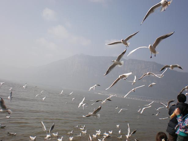 滇池的海鸥...JPG