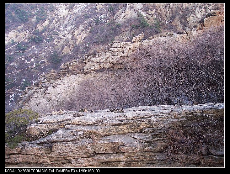 nEO_IMG_象一只山鹰站立在山峰顶部 152.jpg