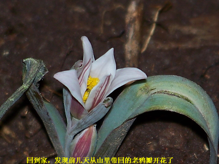 100_7795_缩小大小.JPG