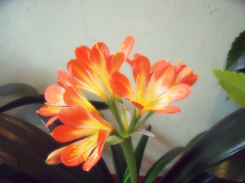 DSCF2228.JPG