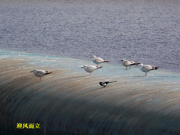 118_8118_缩小大小.JPG