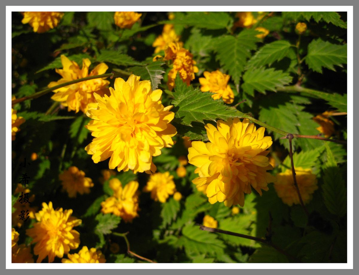 芙蓉花1.jpg