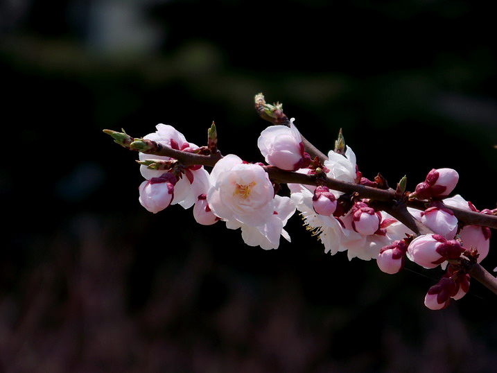 100_8889_缩小大小.JPG