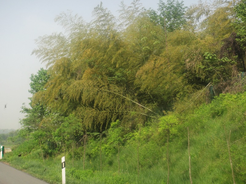 DSC02709.jpg