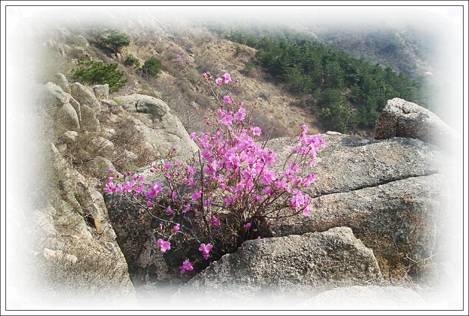 牙山赏春 (157).jpg