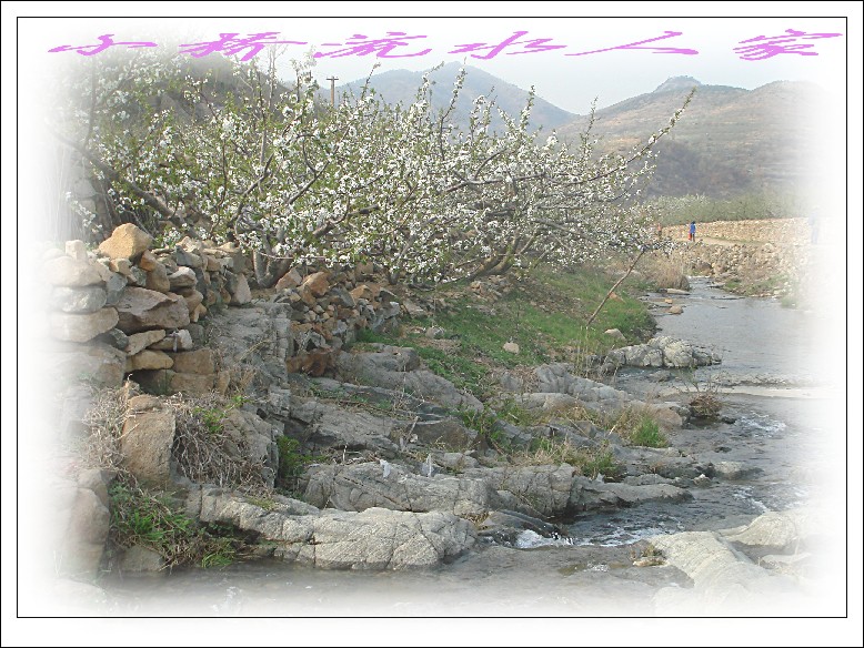 牙山赏春 (250).jpg