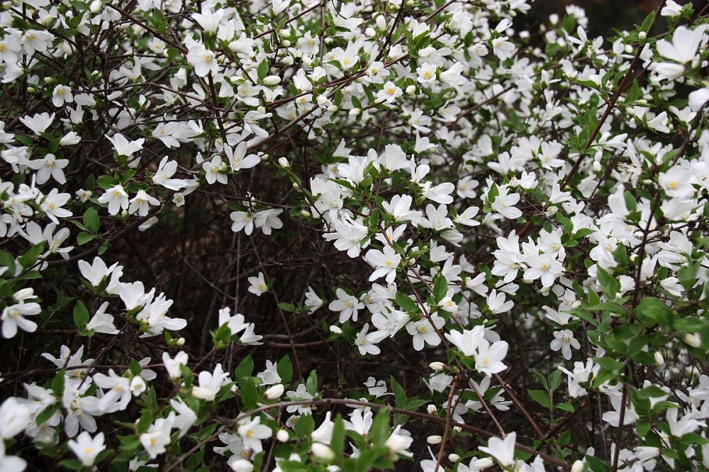 锦带花