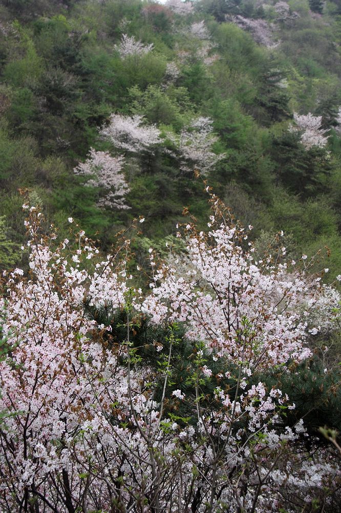 山樱桃
