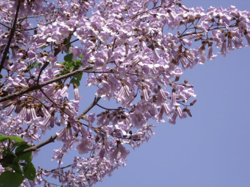 DSCF2766.JPG