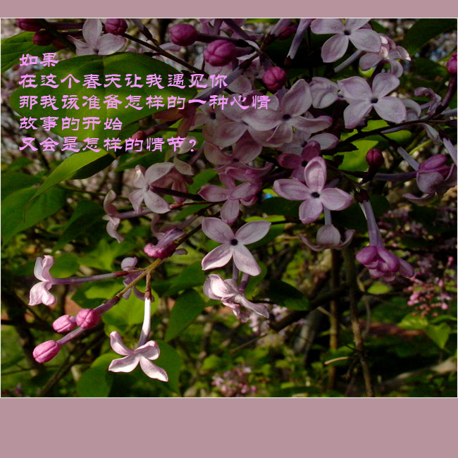 丁香花开.jpg