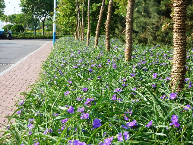路边的小紫花