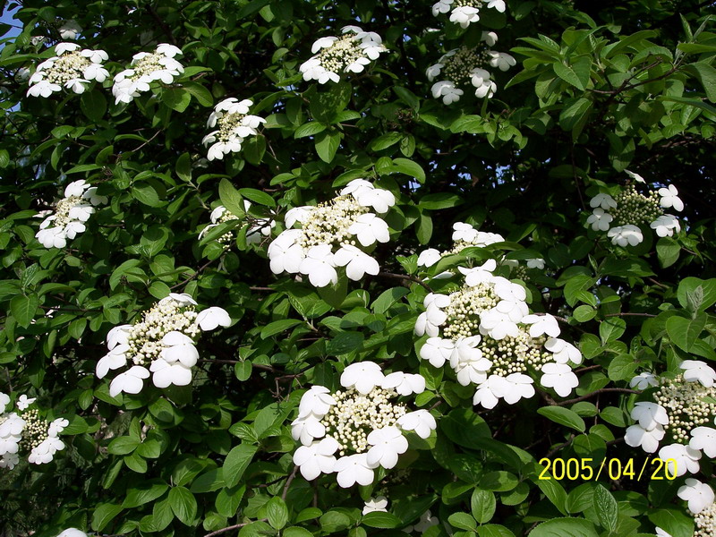 琼花2.jpg