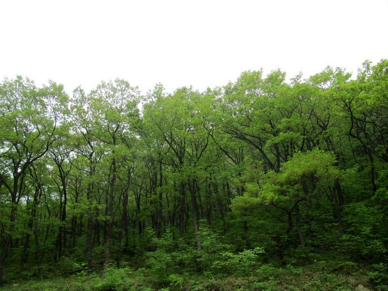 采蘑菇7.JPG