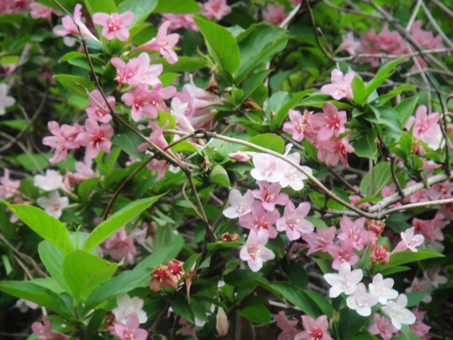 DSC03539.jpg
