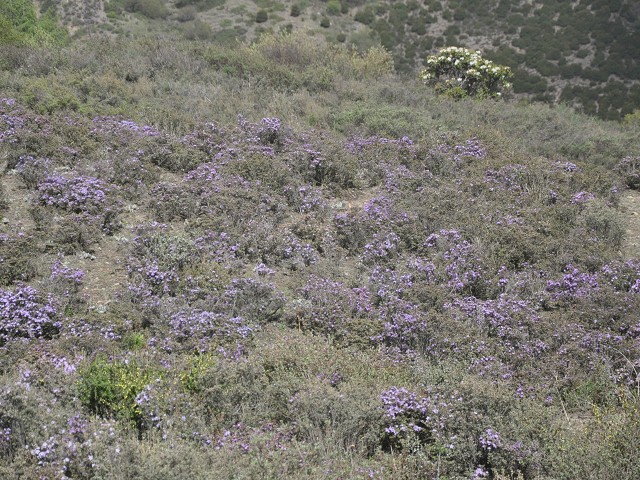 PhotoCap_008.jpg