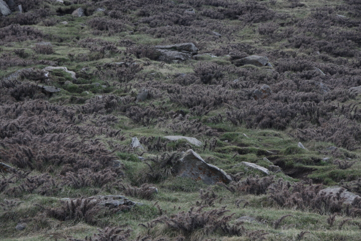 DPP_0149.JPG
