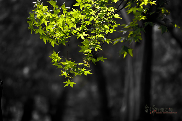_MG_0820.jpg