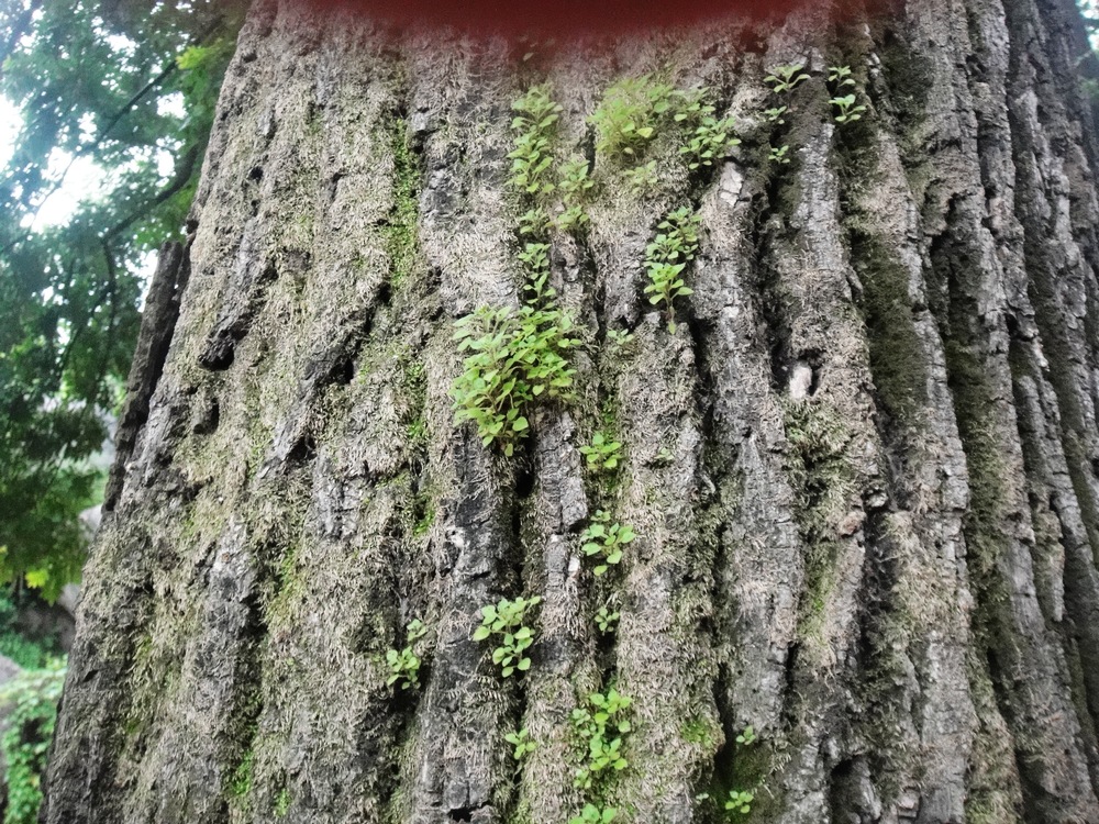 DSC04414.JPG