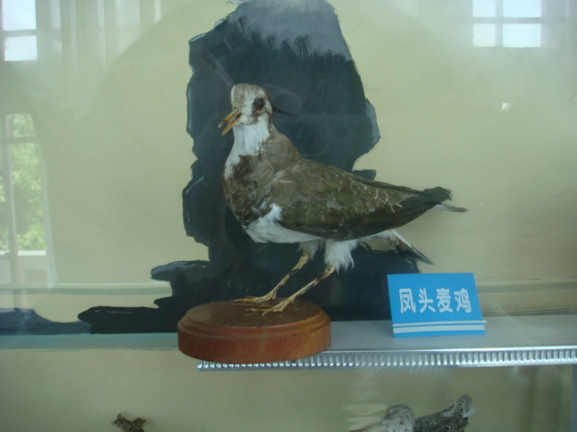 DSC04695.JPG
