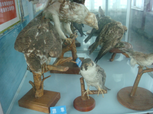 DSC04715.JPG