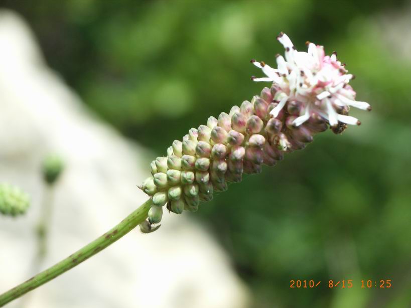 RIMG0106.JPG