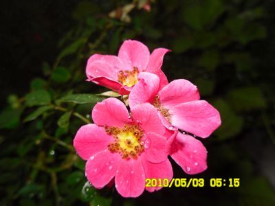 SAM_0099.JPG