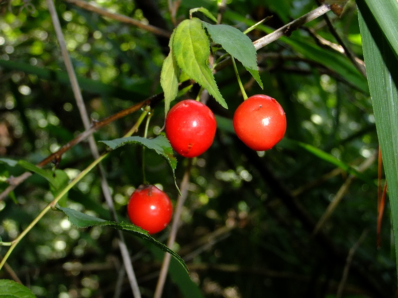 DSCF2870.jpg