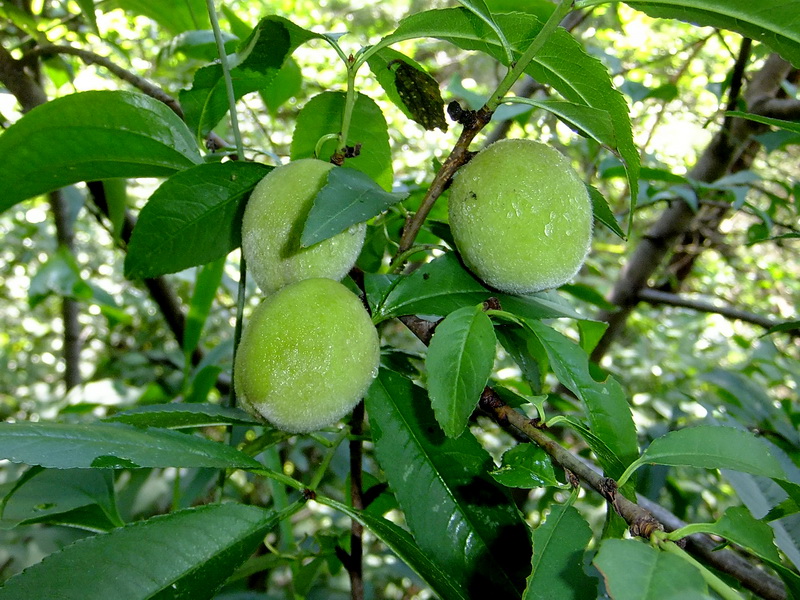 DSCF2874.jpg