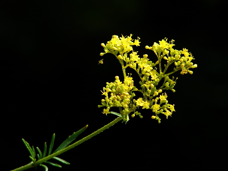 DSC07338.jpg