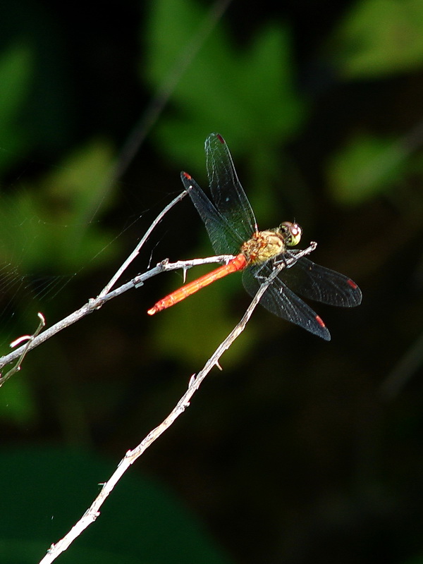 DSC07345.jpg