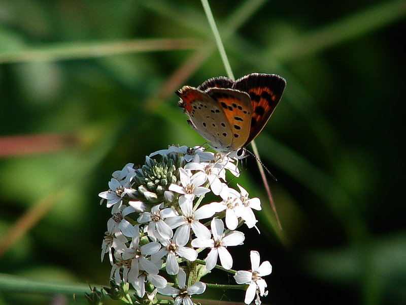 DSC07354.jpg