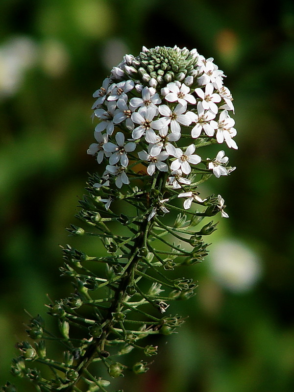 DSC07379.jpg