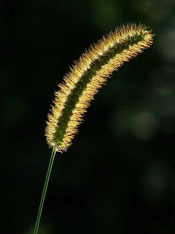 DSC07397.jpg