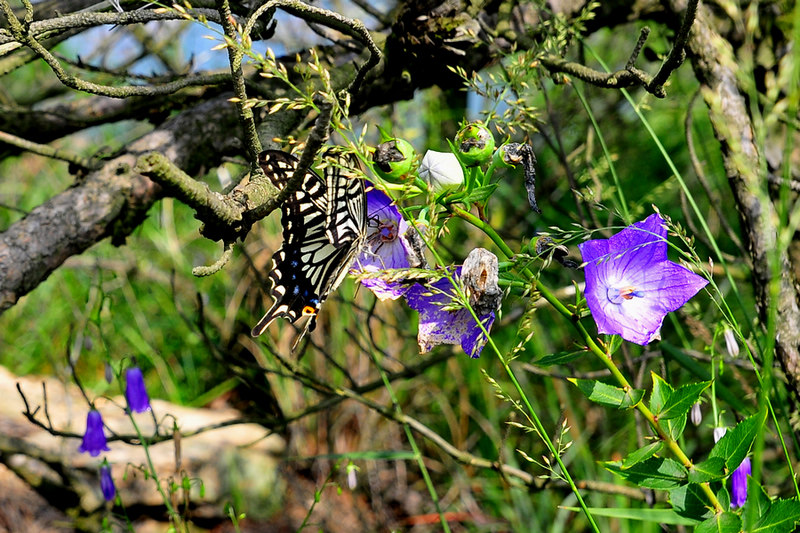 DSC_6478.jpg