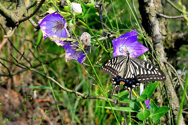 DSC_6482.jpg