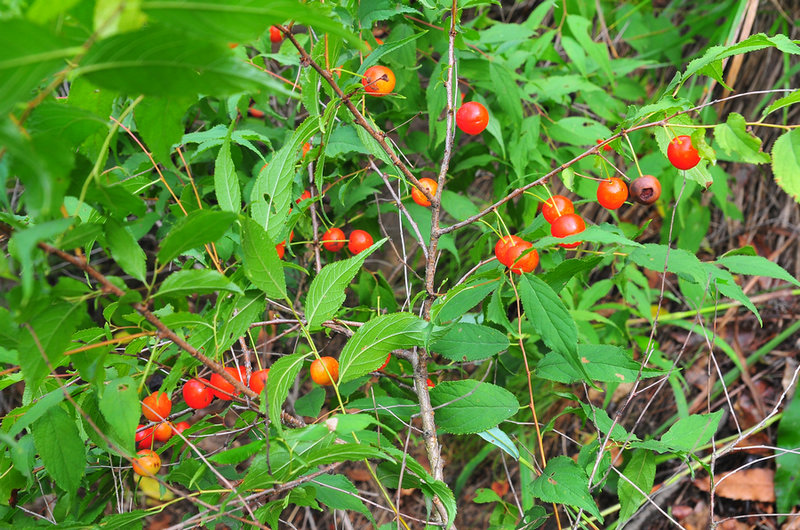DSC_6525.jpg