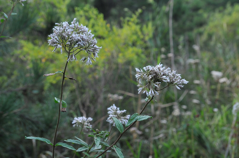 DSC_6572.jpg