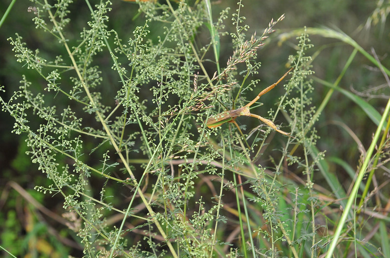 DSC_6568.jpg