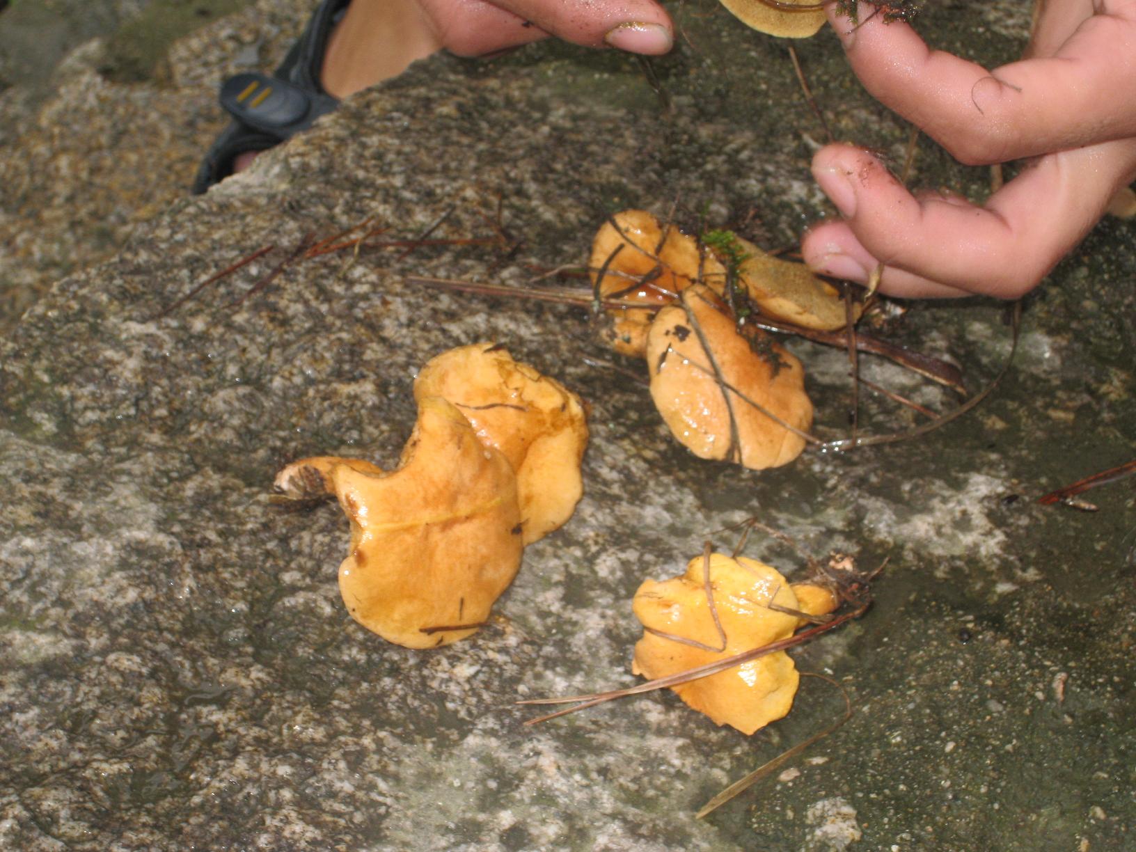 原来是采了一些野蘑菇