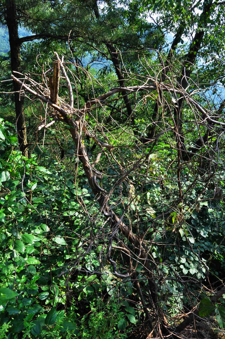 DSC_0314.jpg