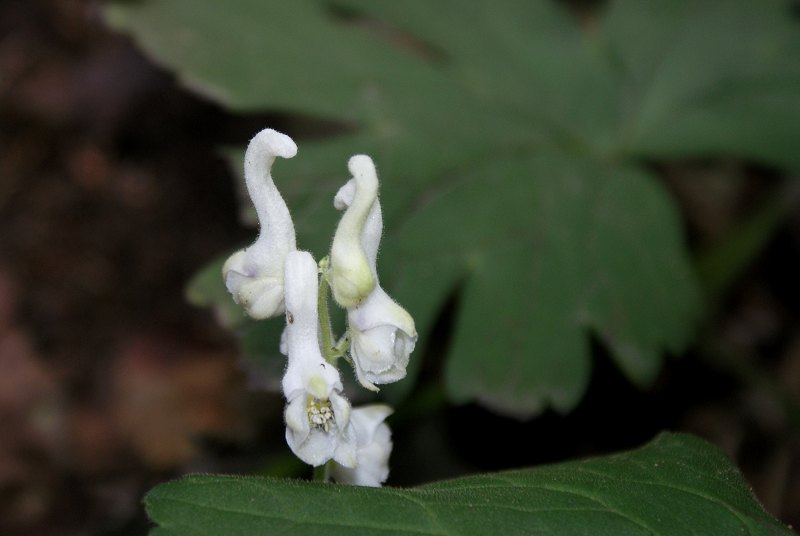 DSC03837.JPG