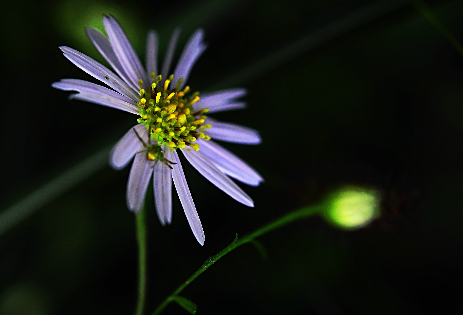 天鹅花 (44).jpg