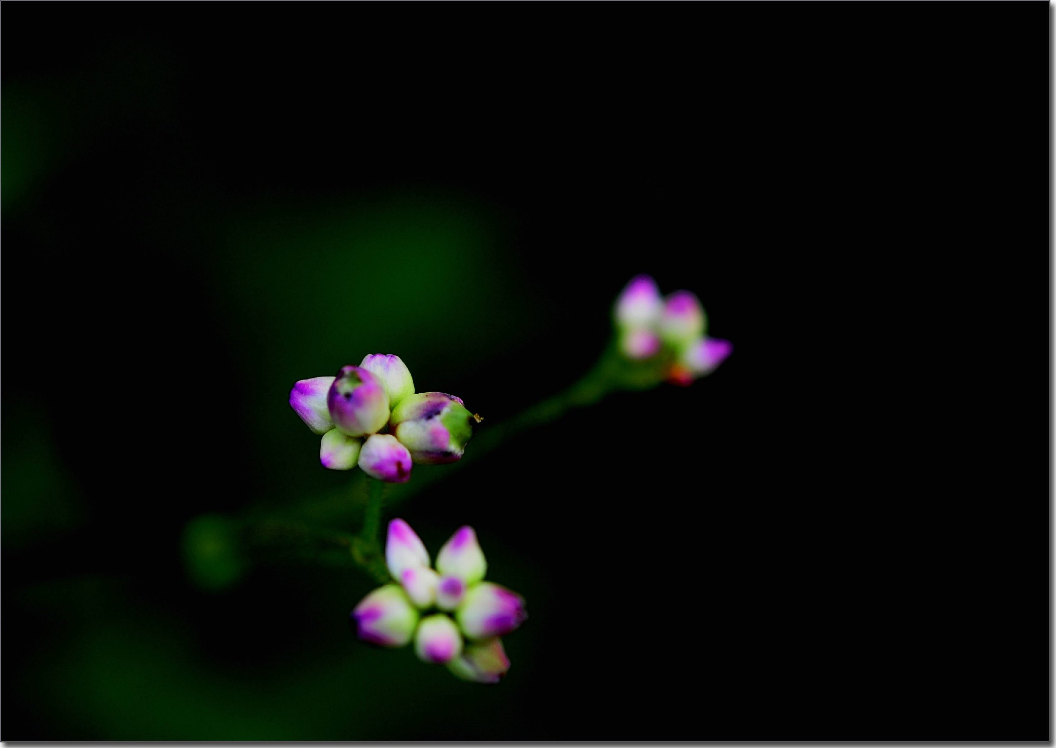 天鹅花 (39).jpg