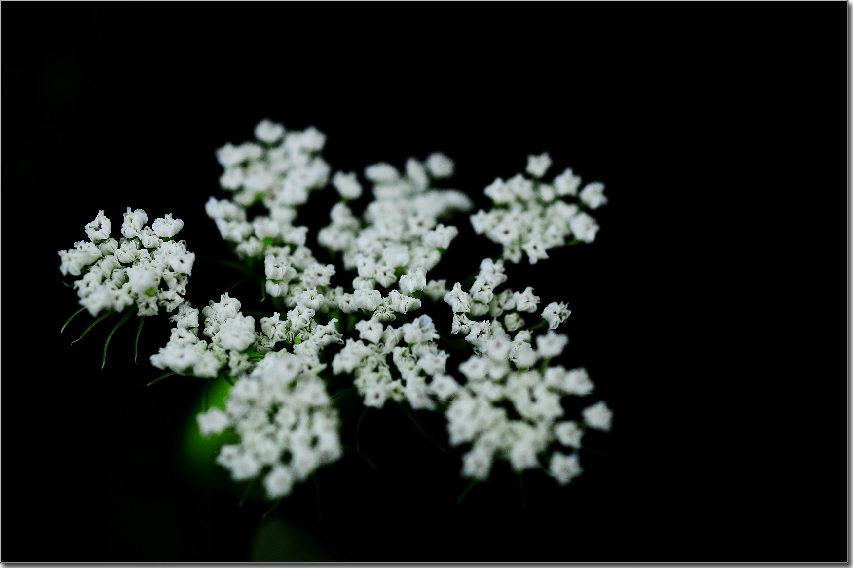 天鹅花 (31).jpg