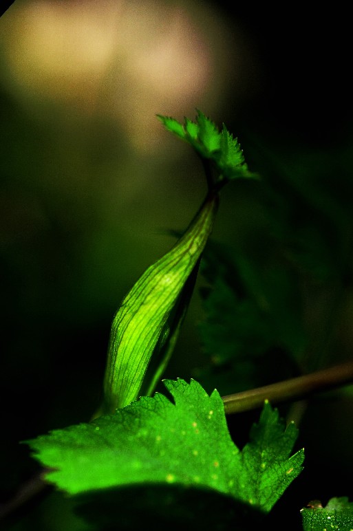 天鹅花 (28).jpg
