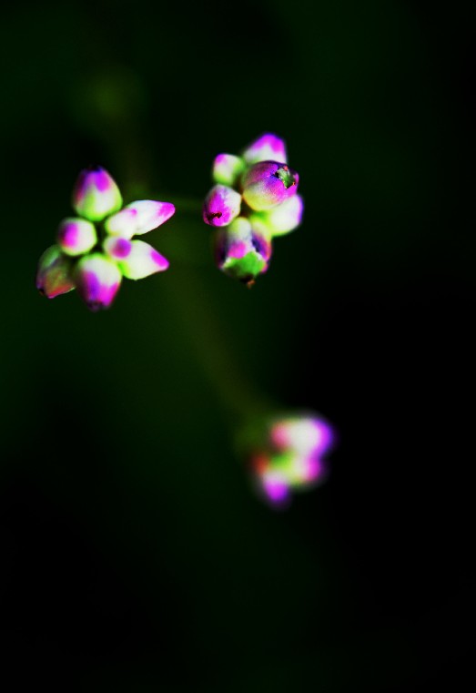 天鹅花 (42).jpg