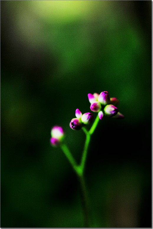 天鹅花 (50).jpg