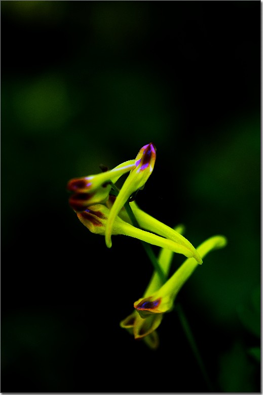 天鹅花 (68).jpg